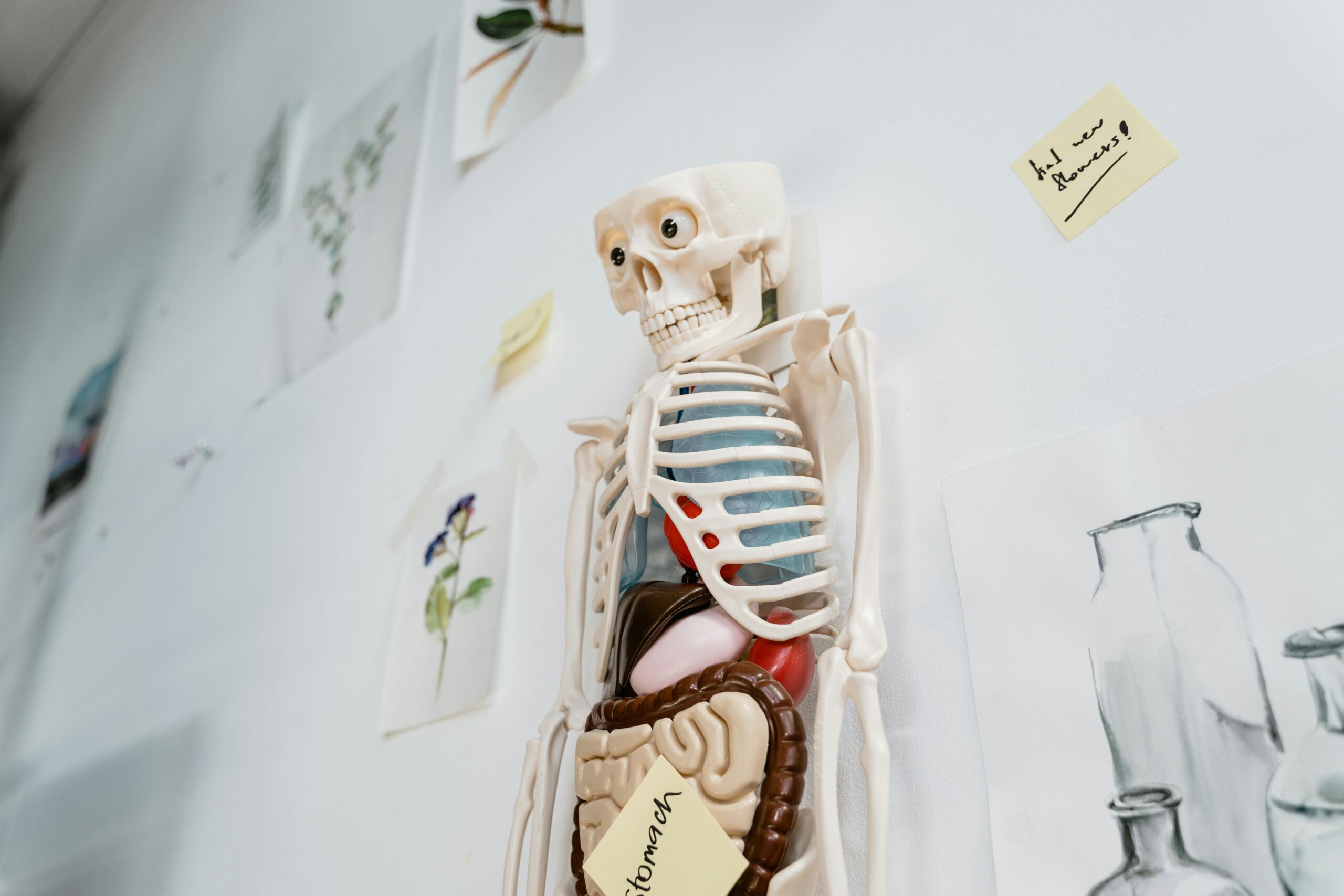 Skeleton model with organs on a classroom wall, ideal for educational purposes.